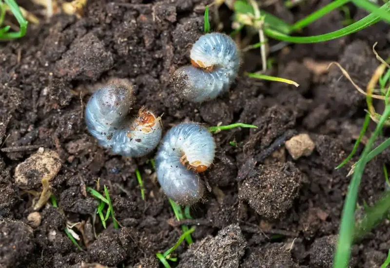White Grubs Can Damage Roots Below White Grubs Can Damage Roots Below
