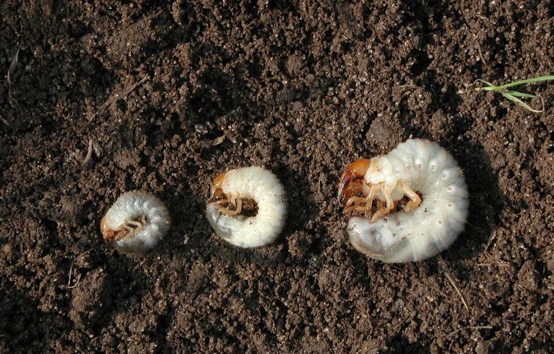 White Grubs Start By Feeding On Turf Roots Below The Surface
