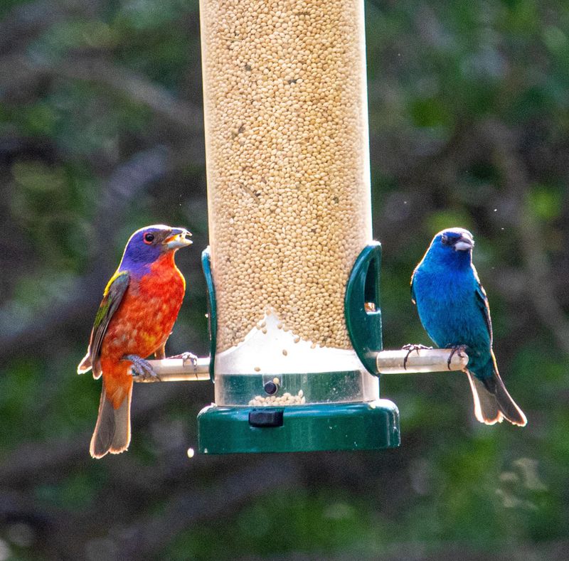 White Millet Feeders That Finally Draw Buntings In