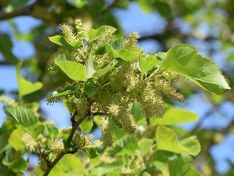 White Mulberry Creates More Trouble Than Shade White Mulberry Creates More Trouble Than Shade