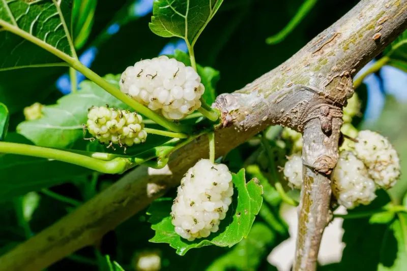 White Mulberry Threatens Its Native Lookalike