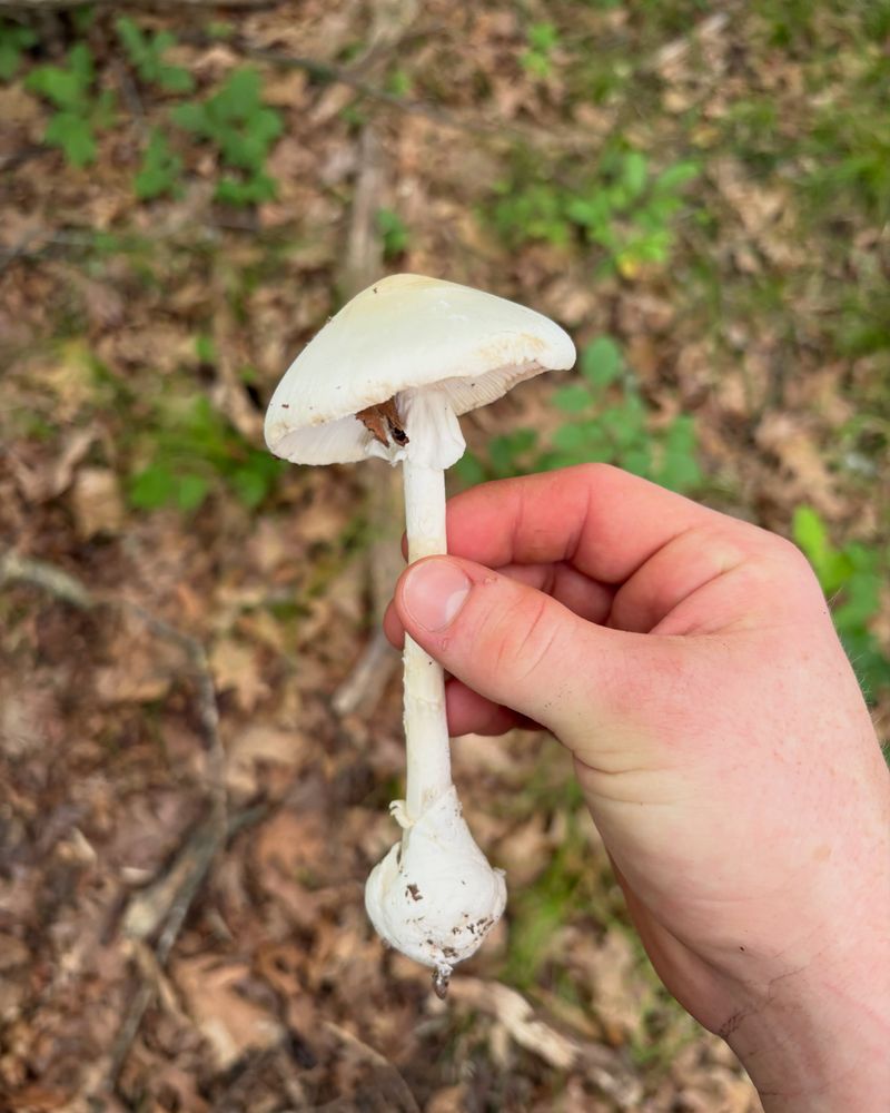 White Mushrooms Are Not Automatically Safe White Mushrooms Are Not Automatically Safe