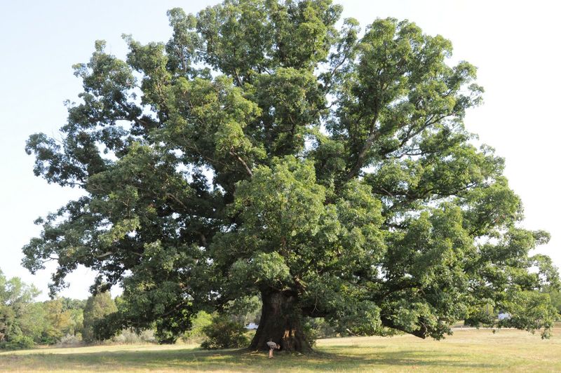 White Oak Anchors Your Yard For Generations White Oak Anchors Your Yard For Generations
