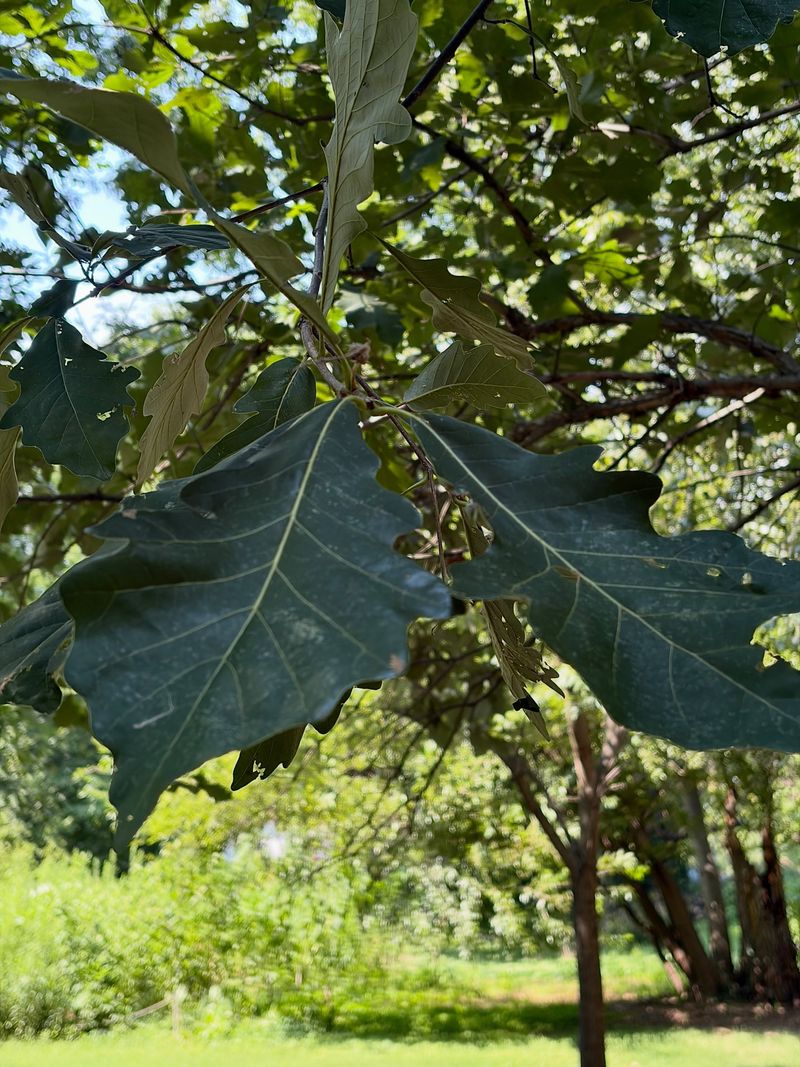 White Oak Relatives Tend To Show The Most Mines White Oak Relatives Tend To Show The Most Mines