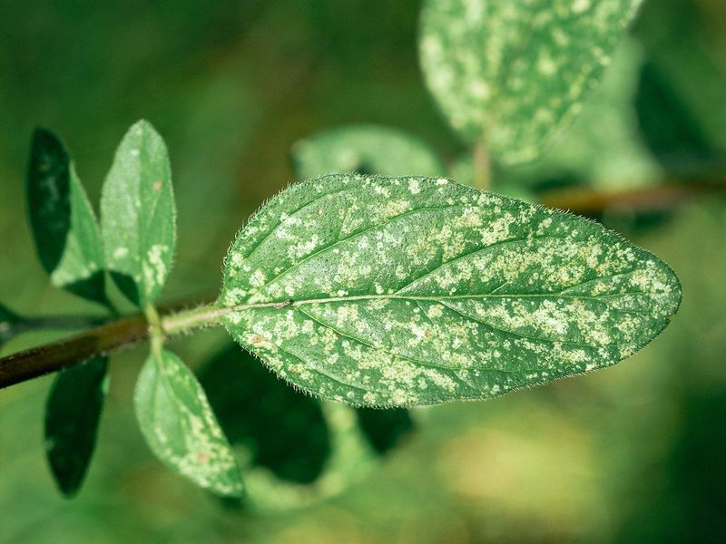 White Or Yellow Stippling Is Spreading Across The Leaves
