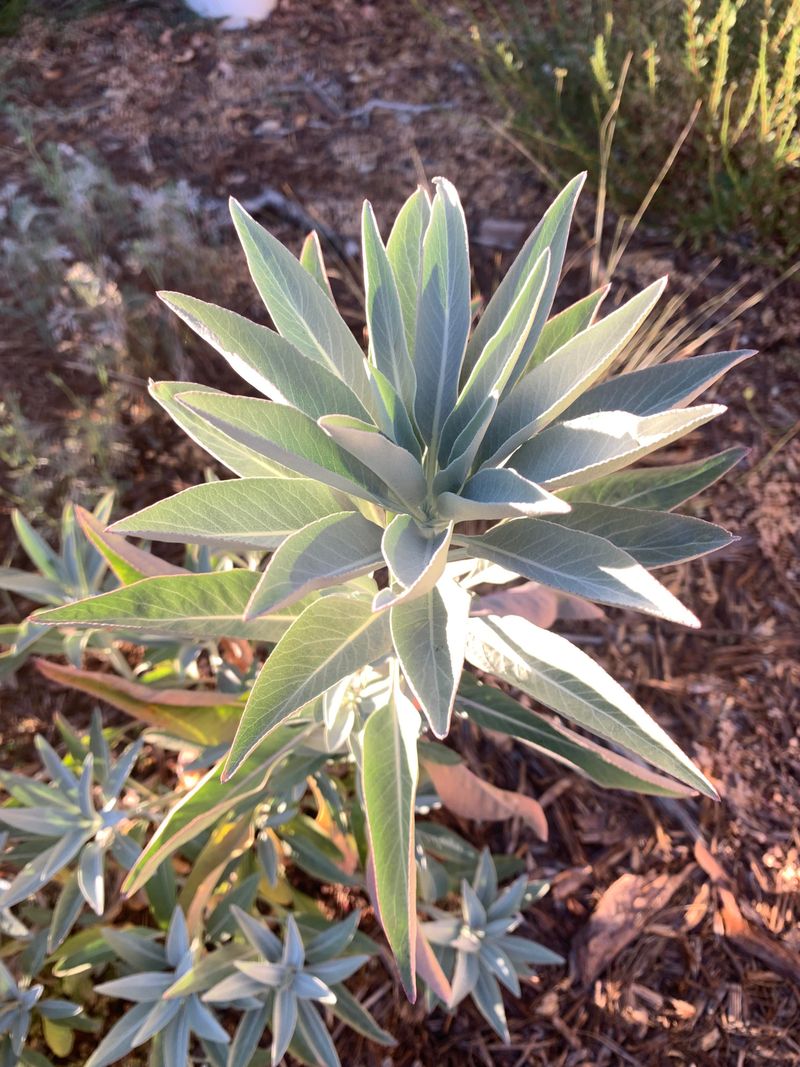 White Sage Works Well In Sunny Separate Watering Zones White Sage Works Well In Sunny Separate Watering Zones