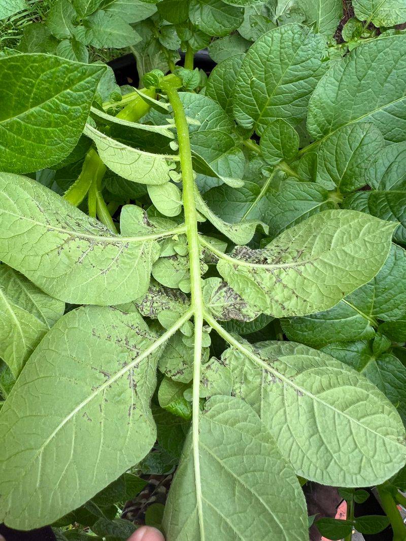 White Spores Appear On Leaf Undersides