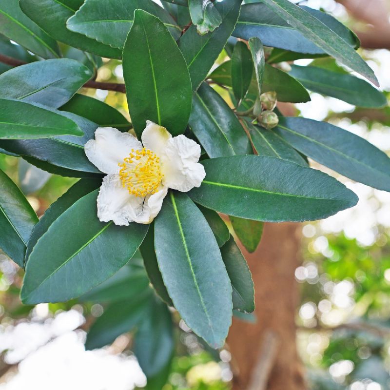 White Summer Flowers Keep The Canopy Looking Fresh White Summer Flowers Keep The Canopy Looking Fresh
