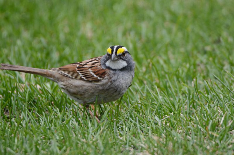 White-Throated Sparrows