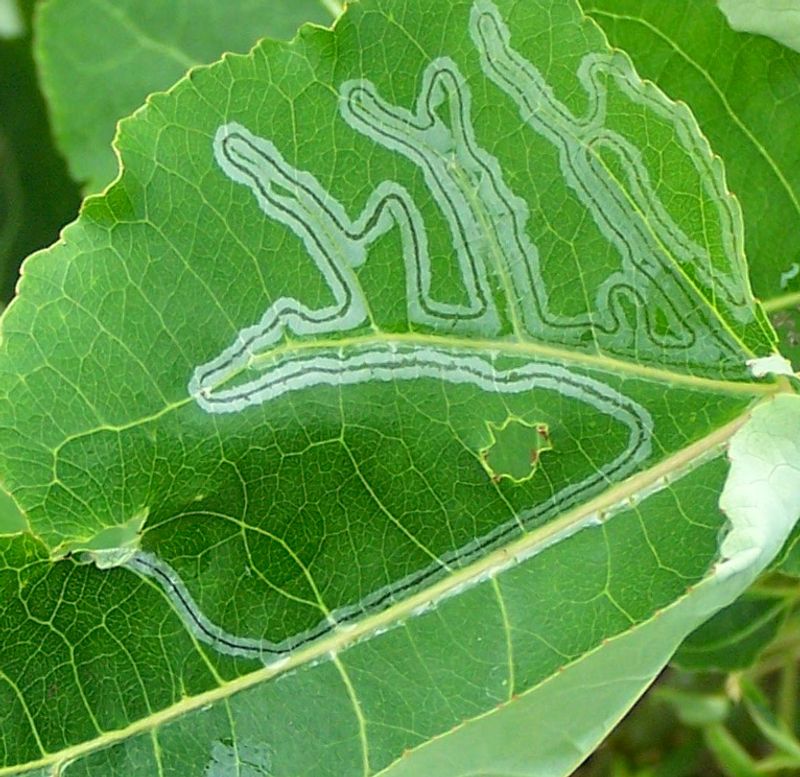 White Trails Usually Point To Feeding Inside The Leaf White Trails Usually Point To Feeding Inside The Leaf