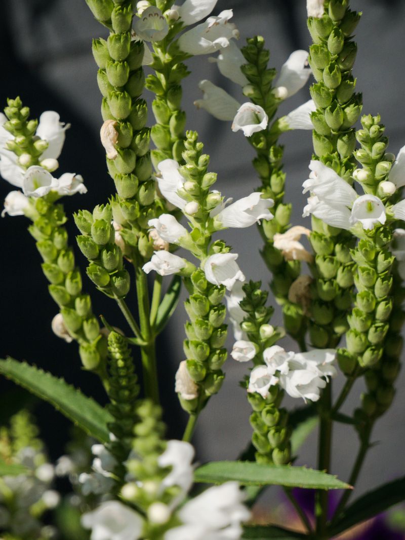 White Turtlehead