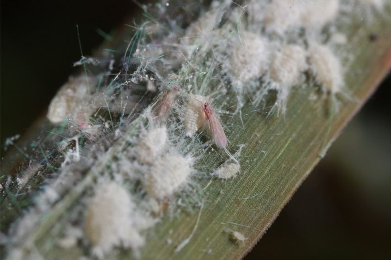 White Waxy Insects Hide Where A Quick Lawn Check Misses Them