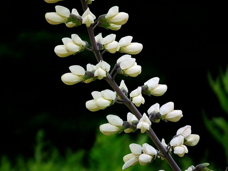 White Wild Indigo Handles Heat And Poor Soil White Wild Indigo Handles Heat And Poor Soil