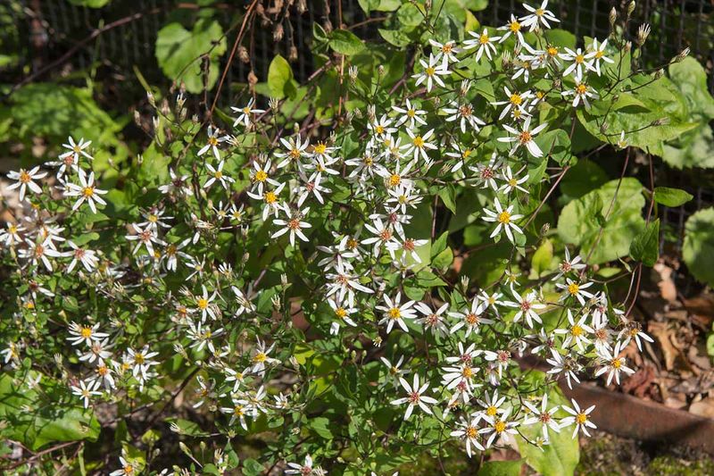 White Wood Aster Brings Late Color To Shade White Wood Aster Brings Late Color To Shade