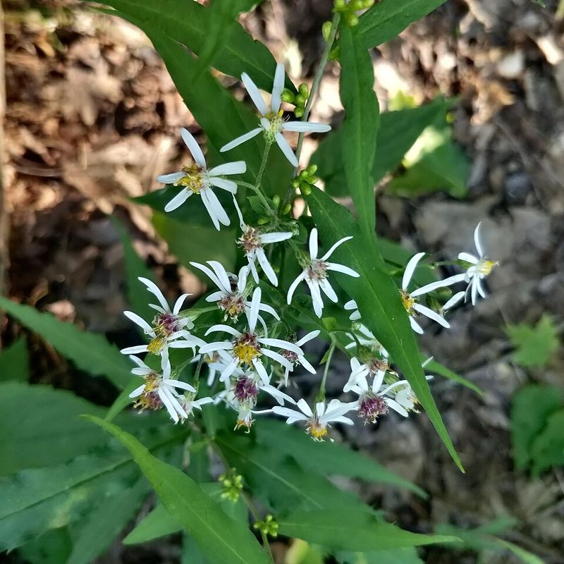 White Wood Aster Handles Dry Woodland Edges White Wood Aster Handles Dry Woodland Edges
