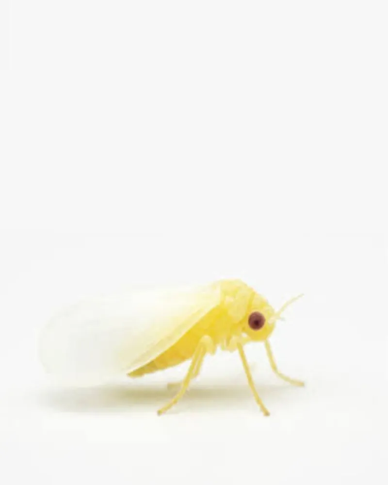Whiteflies As Carriers Of Sweet Potato Viruses Whiteflies As Carriers Of Sweet Potato Viruses