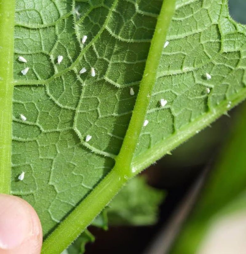 Whiteflies Can Leave Sticky Honeydew Behind