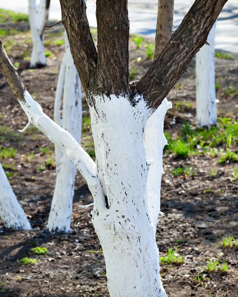 Whitewashed Trunks Resist Sunburn Better Whitewashed Trunks Resist Sunburn Better
