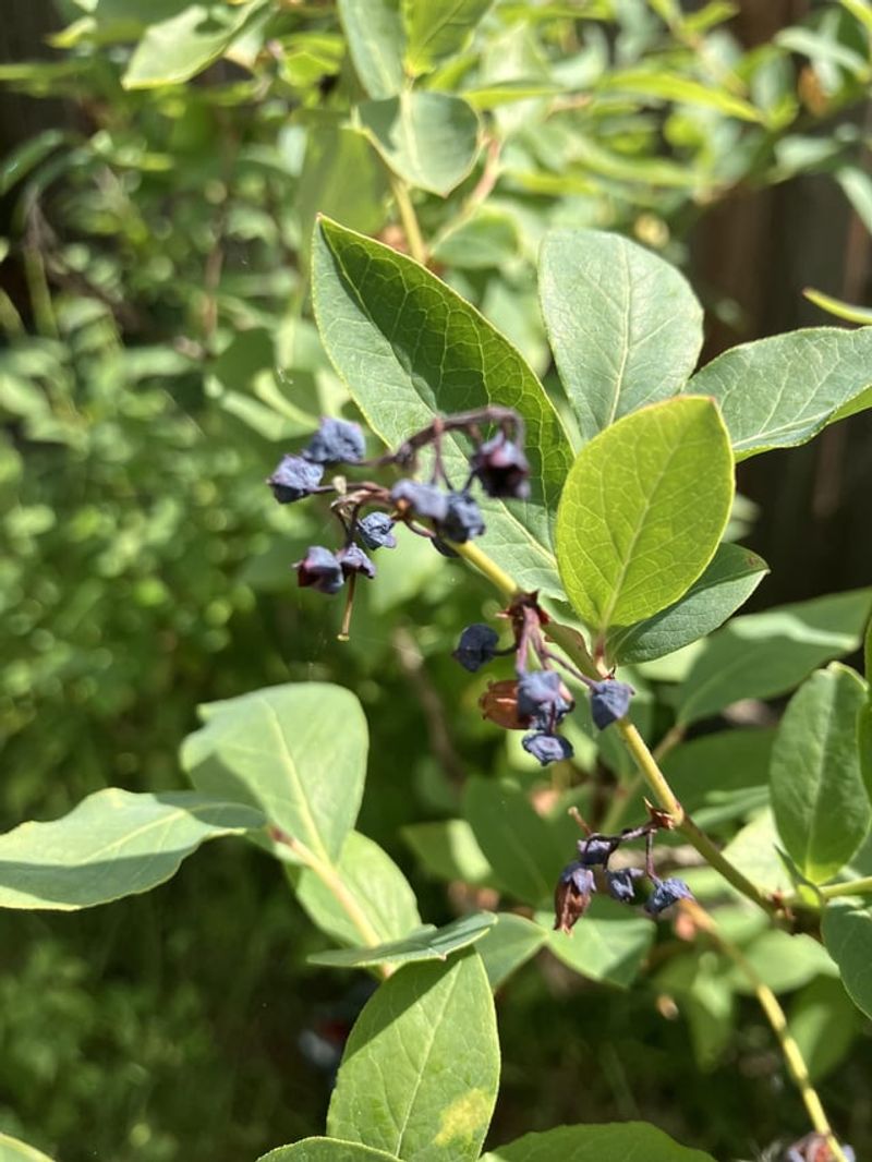 Why A Neater Bush Can Mean Fewer Berries Why A Neater Bush Can Mean Fewer Berries