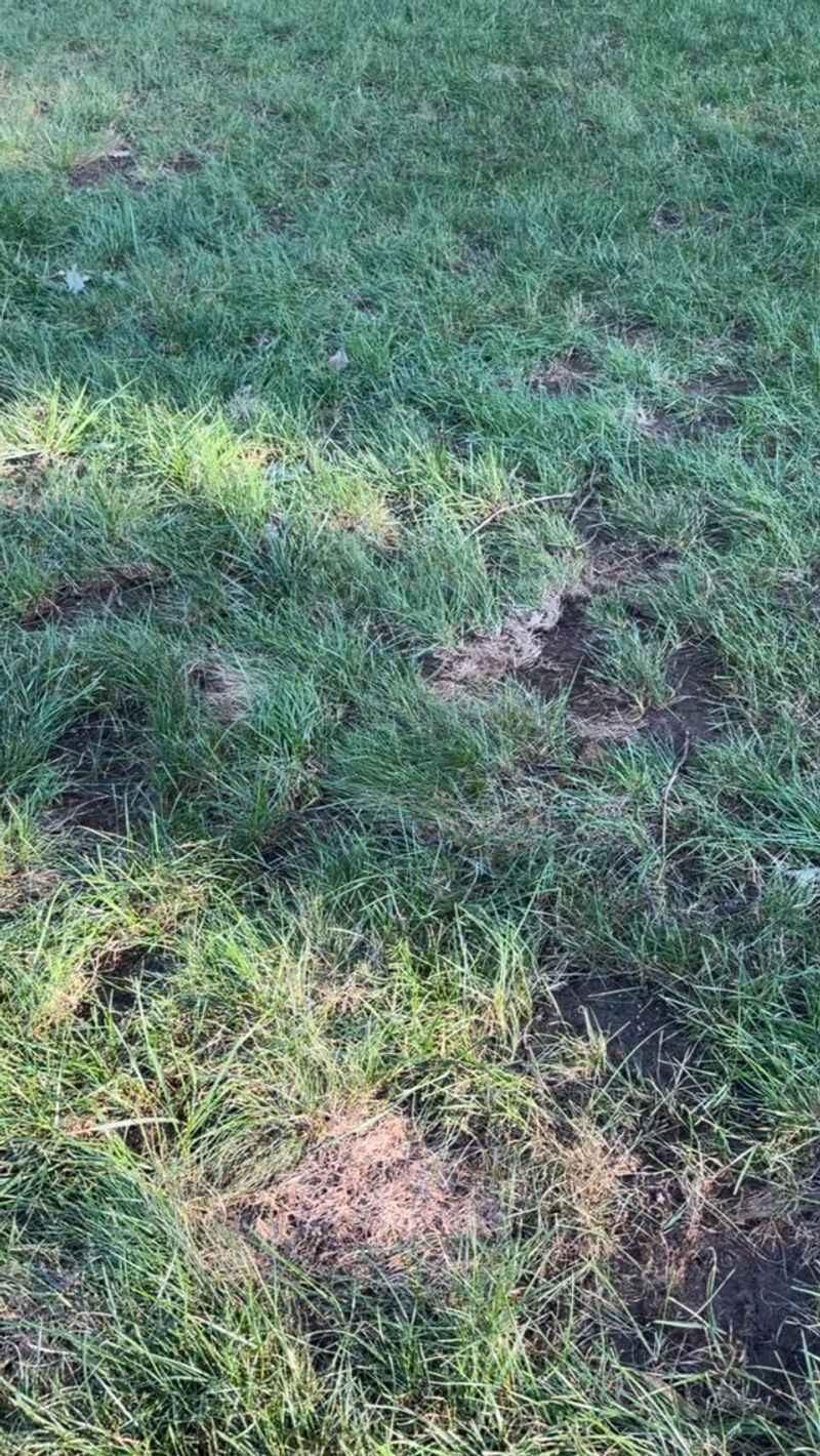 Why Aeration And Overseeding Belong In The Same Weekend
