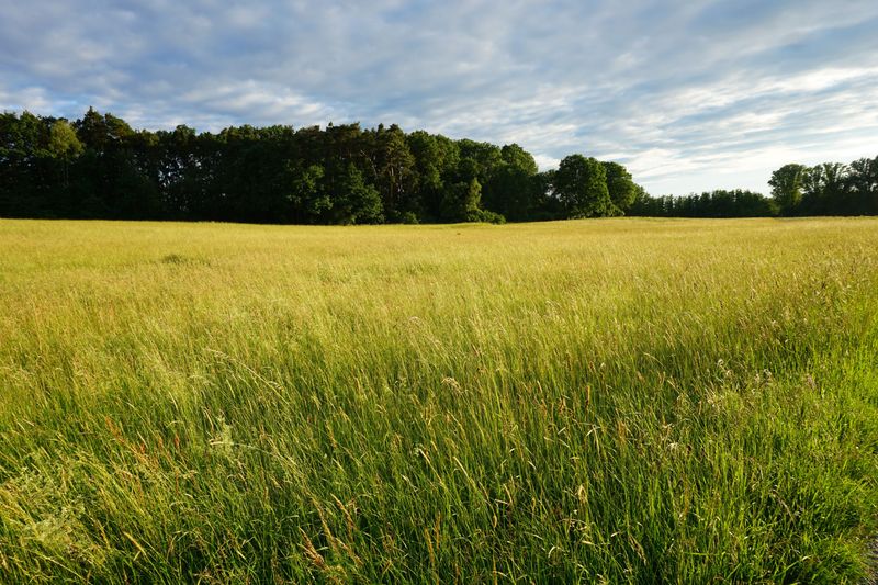 Why Are Homeowners Ditching Kentucky Bluegrass For Prairie