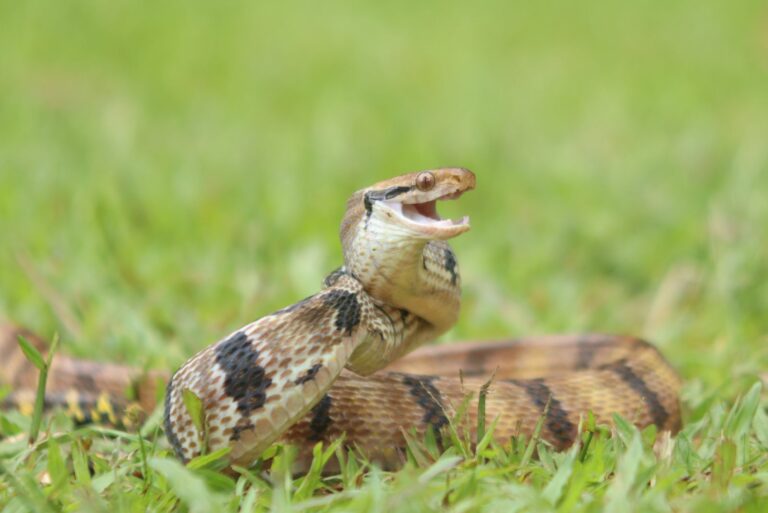 snake in yard