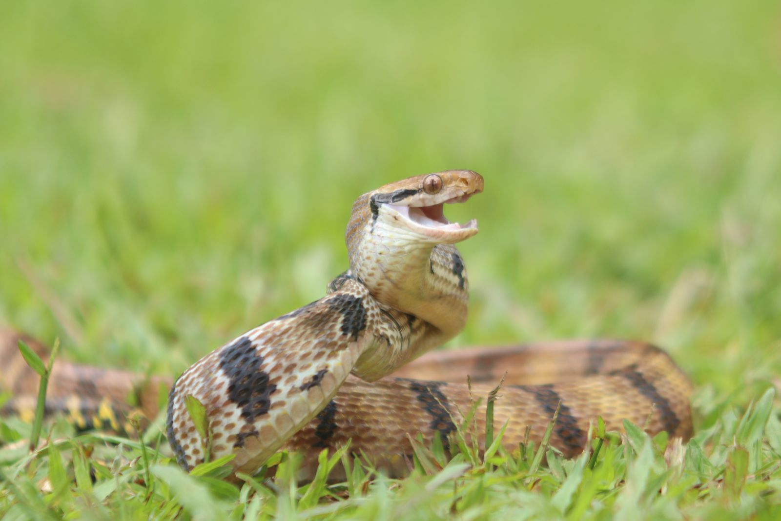 snake in yard