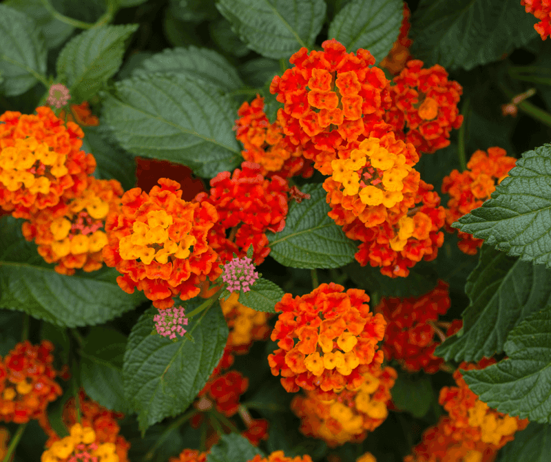 Why August Heat Doesn't Stop The Flowers
