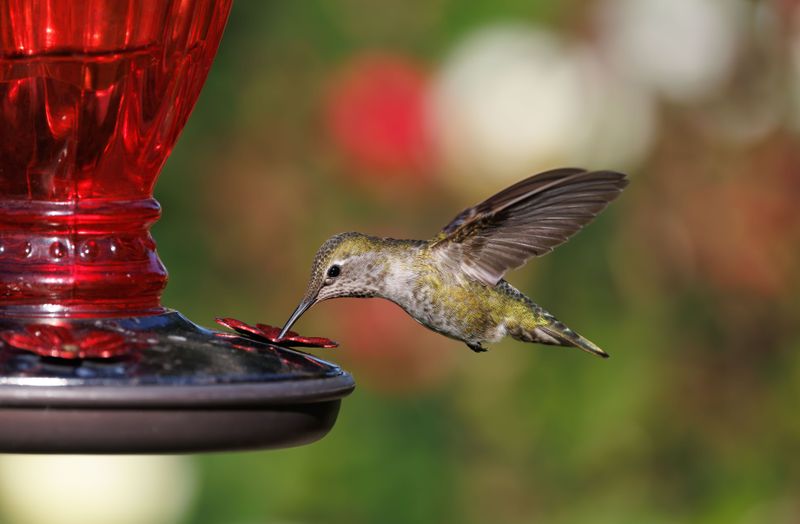 Why August Heat Puts Maryland Hummingbirds at Risk Why August Heat Puts Maryland Hummingbirds at Risk