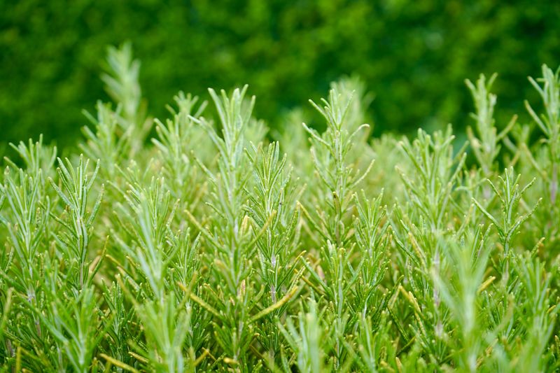 Why August Is A Critical Month For Rosemary Why August Is A Critical Month For Rosemary