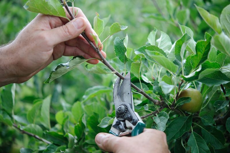 Why August Is The Sweet Spot For Summer Pruning Why August Is The Sweet Spot For Summer Pruning