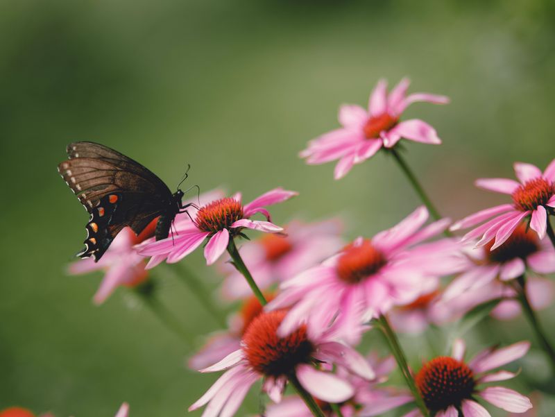 Why August Matters For Maryland Gardeners Why August Matters For Maryland Gardeners