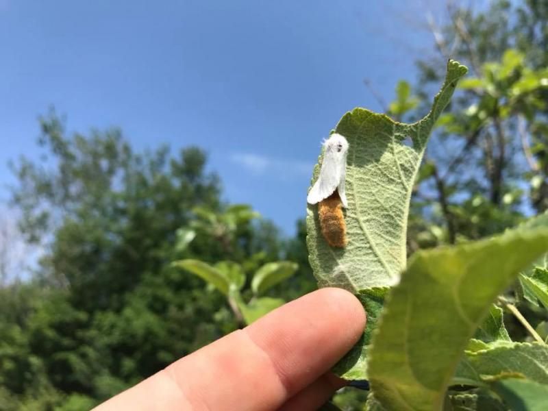 Why August Nights Matter For Mating And Egg-Laying Why August Nights Matter For Mating And Egg-Laying