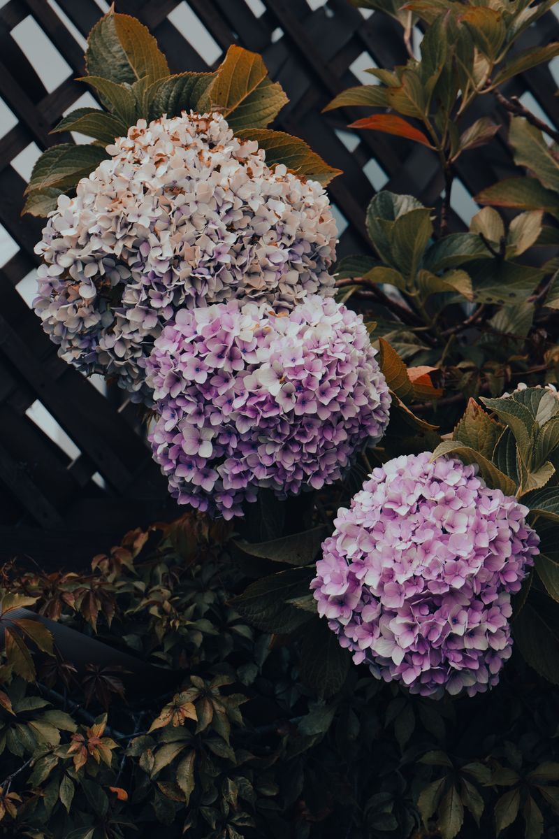 Why August Pruning Is The Wrong Move