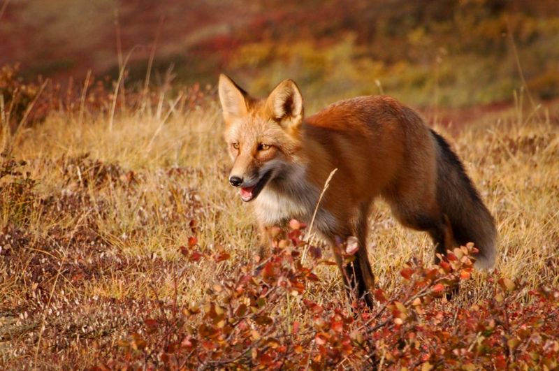 Why Autumn Puts Foxes on the Move Why Autumn Puts Foxes on the Move
