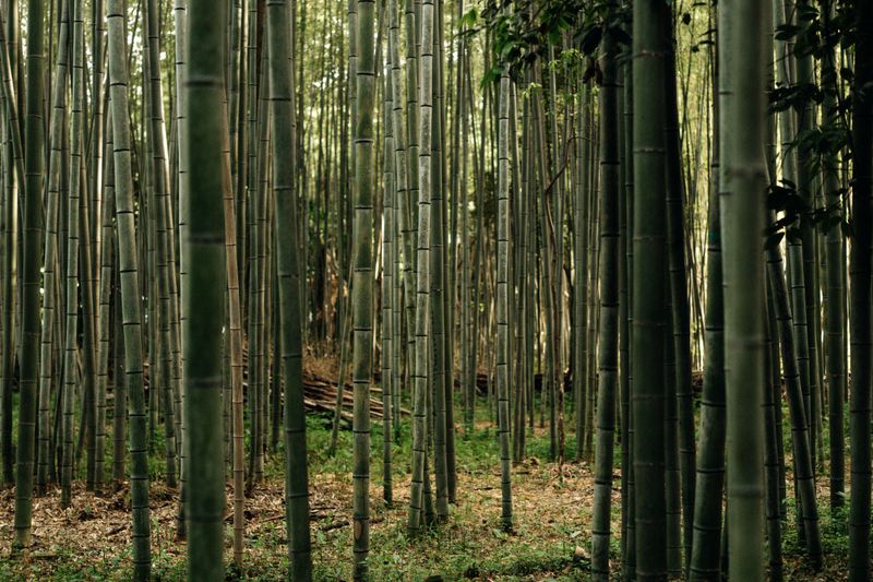 Why Bamboo Isn't Classified As A Weed Why Bamboo Isn't Classified As A Weed
