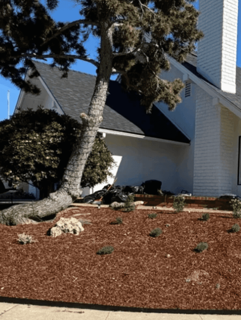 Why Bark Dust Is Not Always The Best Choice Why Bark Dust Is Not Always The Best Choice