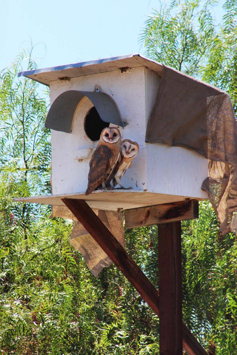 Why Barn Owls Keep Returning To The Same Spot