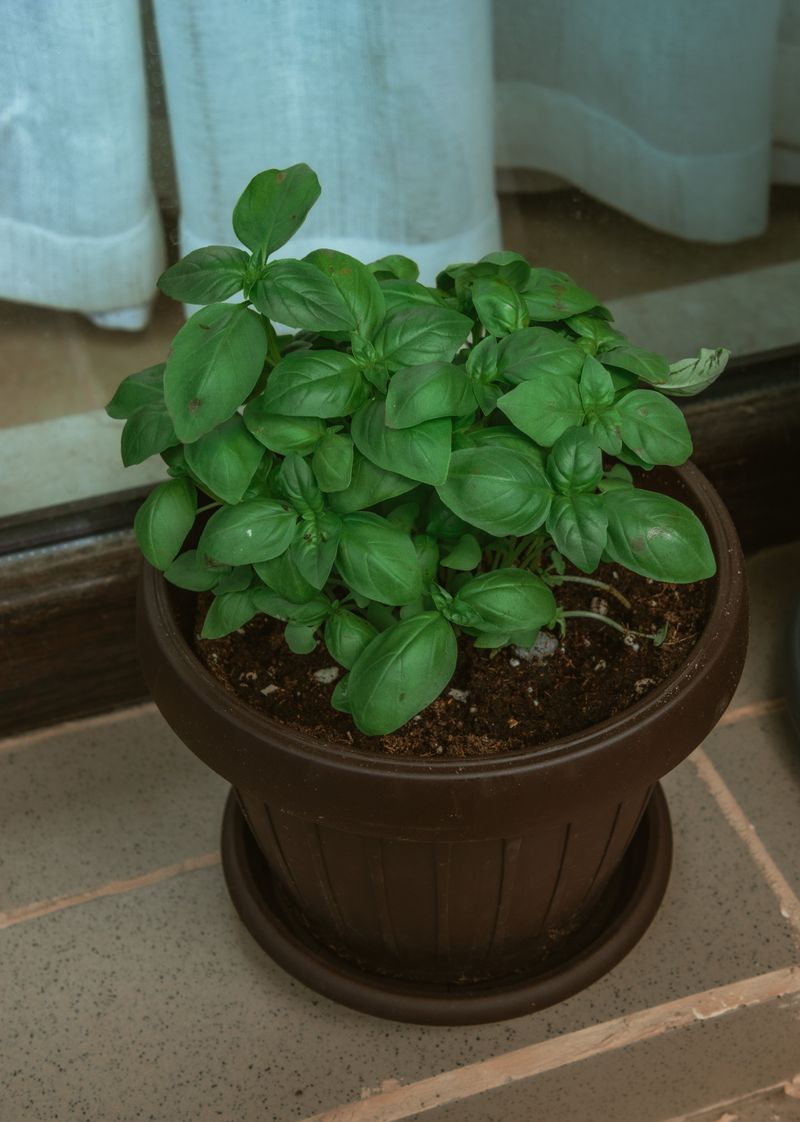 Why Basil Naturally Repels Flies Why Basil Naturally Repels Flies