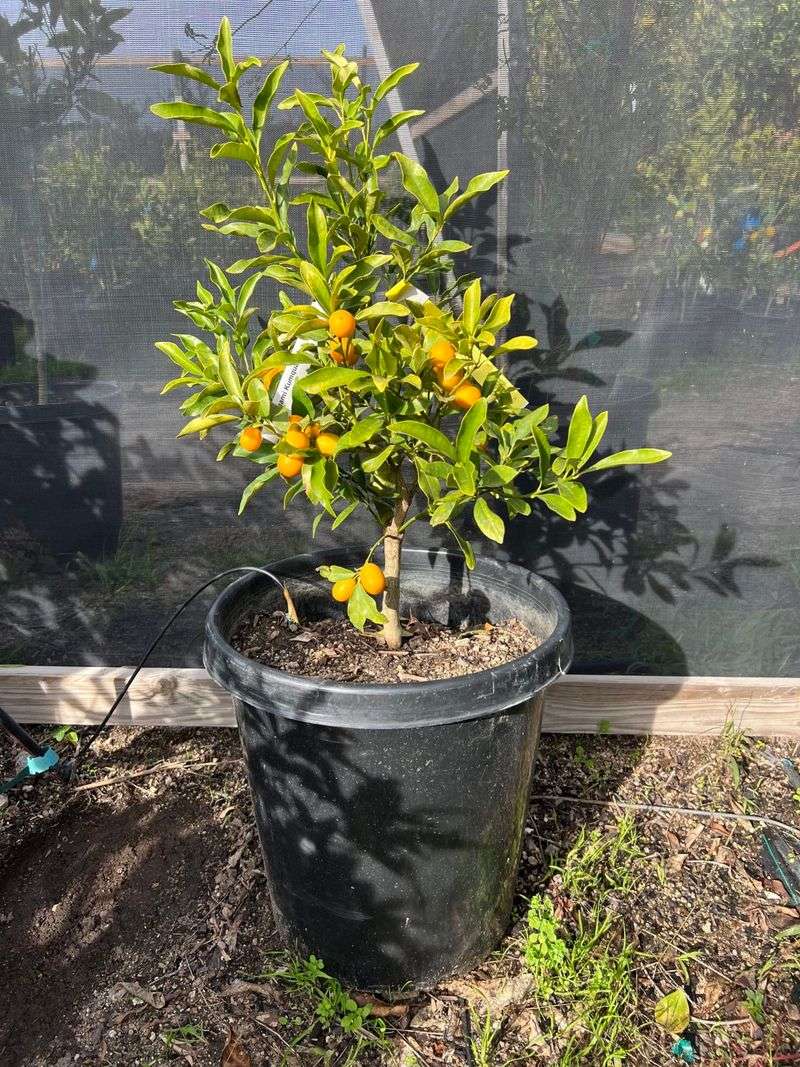 Why Beginners Have Better Luck With Kumquats Why Beginners Have Better Luck With Kumquats