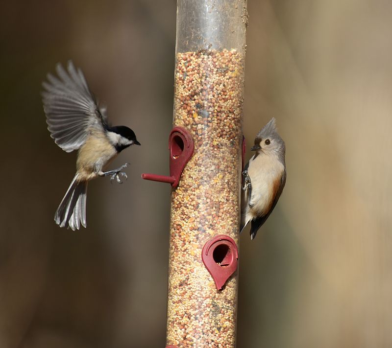 Why Bird Feeders Are A Bigger Attractant Than You Think Why Bird Feeders Are A Bigger Attractant Than You Think