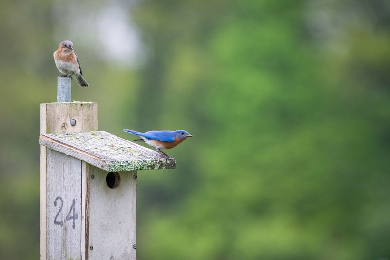 Why Bluebirds Matter Beyond Your Backyard