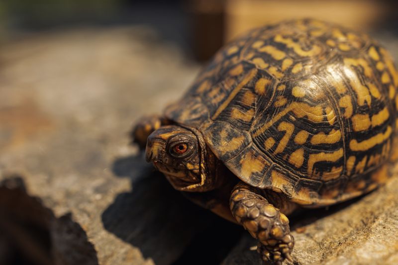 Why Box Turtles Choose Certain Yards Over Others Why Box Turtles Choose Certain Yards Over Others