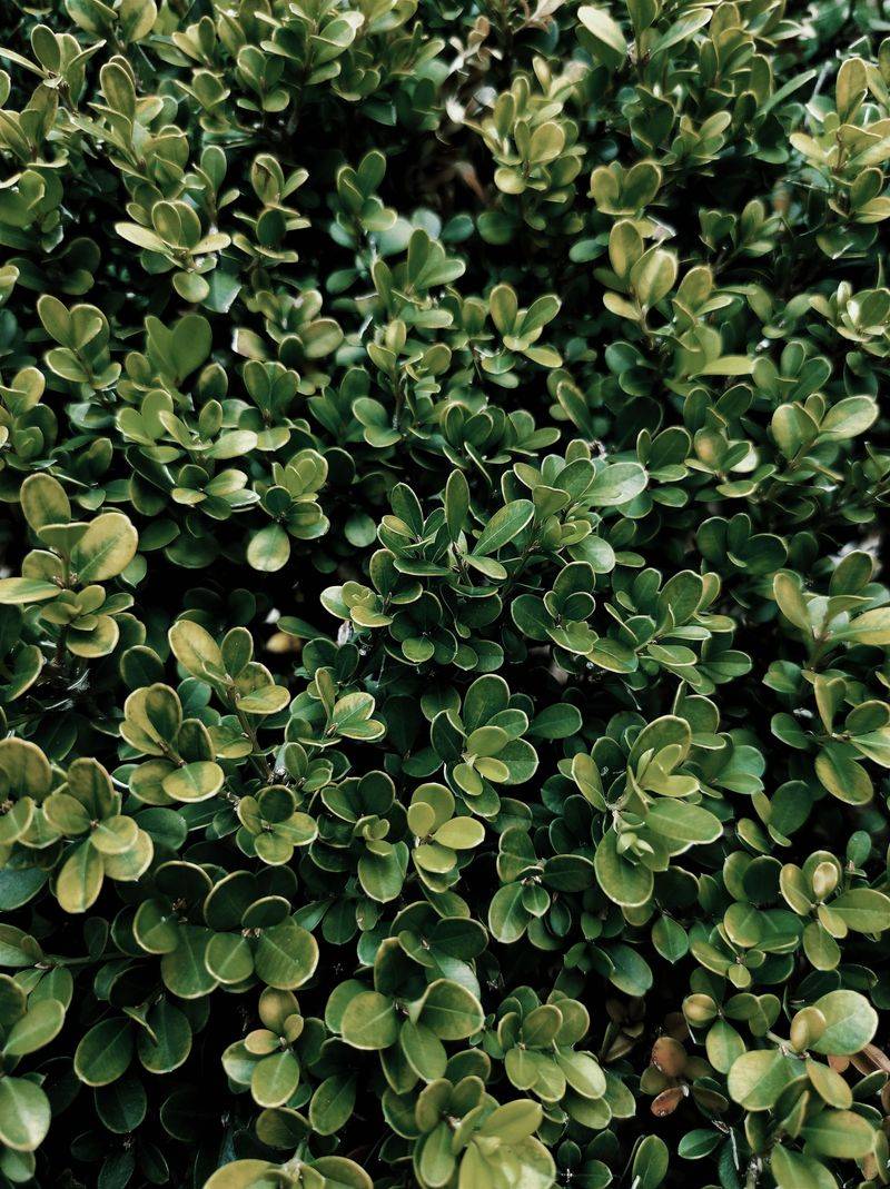 Why Boxwood Struggles In Maryland Landscapes Why Boxwood Struggles In Maryland Landscapes