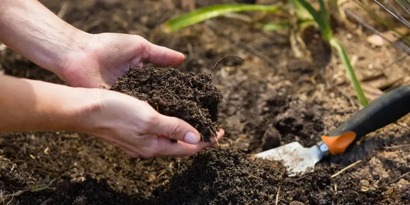 Why Building Healthy Soil Supports More Reliable Plant Growth Over Time