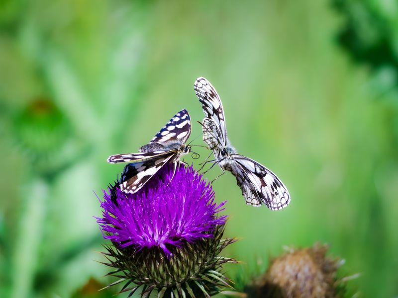 Why Butterflies Are Pickier Than You Think
