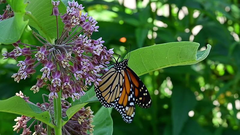 Why Butterflies Keep Searching For Milkweed Why Butterflies Keep Searching For Milkweed
