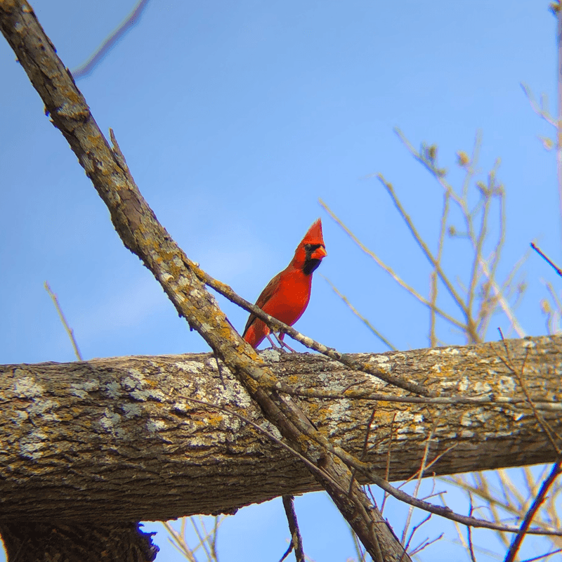 Why Cardinals Stick Around Through The Summer Months Why Cardinals Stick Around Through The Summer Months