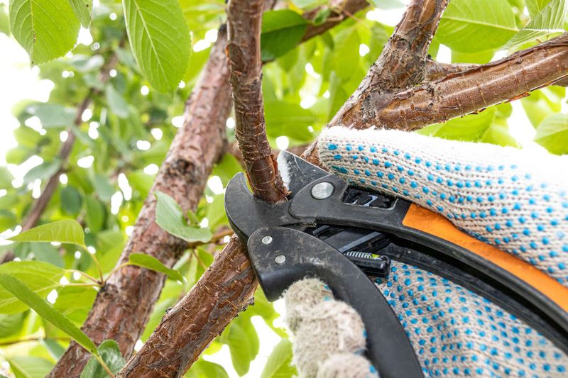 Why Cherries Prefer A Drier Pruning Day Why Cherries Prefer A Drier Pruning Day