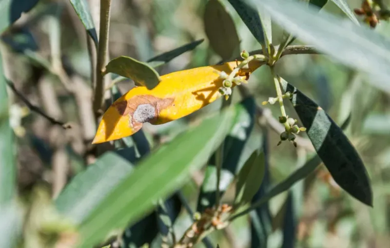 Why Citrus Trees Could Get Caught In The Trouble Too Why Citrus Trees Could Get Caught In The Trouble Too